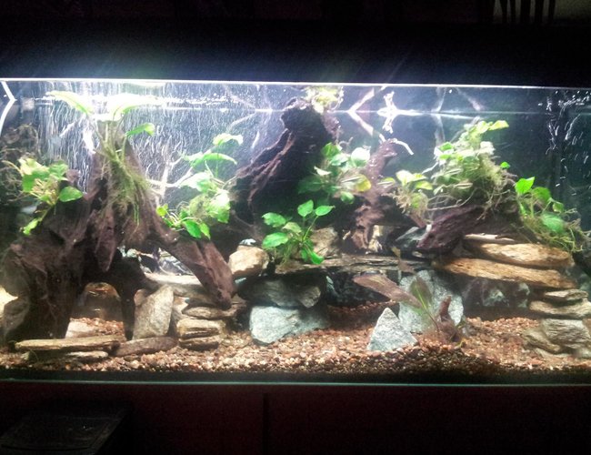 65 gallons freshwater fish tank (mostly fish and non-living decorations) - new set up 3.0 with dwarfs crybensis Fluval 404 filter, AquaClear power head 30, Double Aquaclear power glow lights , i use pit moss into the filter.Driftwood and ''Magog Rocks'' 3x Black Neons 1x Black ghost 1x Clown loach 65 gallons freshwater fish tank (mostly fish and non-living decorations) - new set up 3.0 with dwarfs crybensis Fluval 404 filter, AquaClear power head 30, Double Aquaclear power glow lights , i use pit moss into the filter.Driftwood and ''Magog Rocks'' 3x Black Neons 1x Black ghost 1x Clown loach