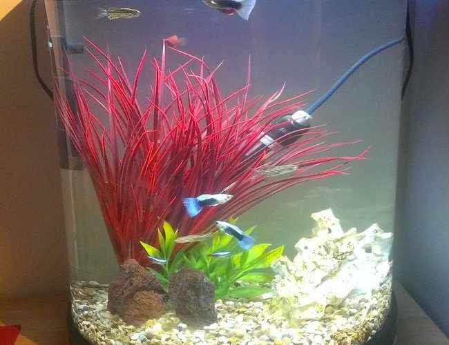 5 gallons freshwater fish tank (mostly fish and non-living decorations) - My first tank (5 Gallon) 5 gallons freshwater fish tank (mostly fish and non-living decorations) - My first tank (5 Gallon)
