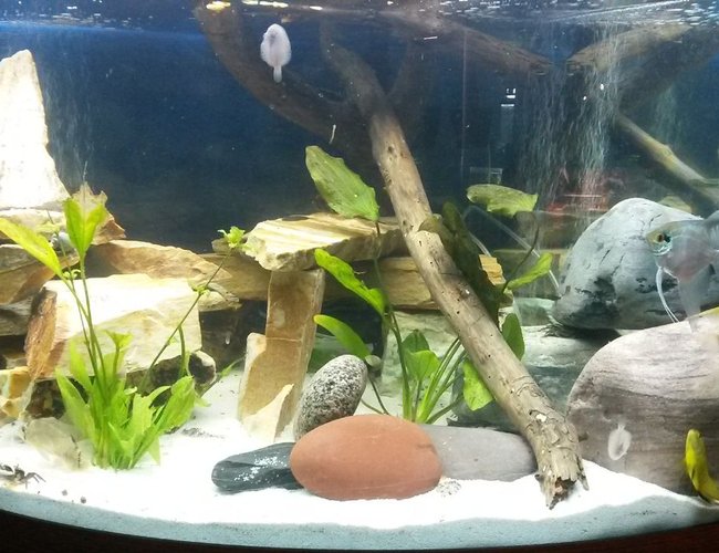 90 gallons freshwater fish tank (mostly fish and non-living decorations) - Cichlid Tank 90 gallons freshwater fish tank (mostly fish and non-living decorations) - Cichlid Tank