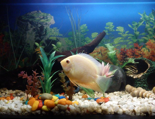 52 gallons freshwater fish tank (mostly fish and non-living decorations) - My lovely, Golden Severum..... 52 gallons freshwater fish tank (mostly fish and non-living decorations) - My lovely, Golden Severum.....