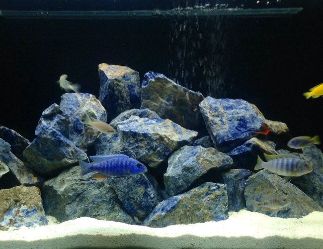 100 gallons freshwater fish tank (mostly fish and non-living decorations) - Cichlid tank 100 gallons freshwater fish tank (mostly fish and non-living decorations) - Cichlid tank