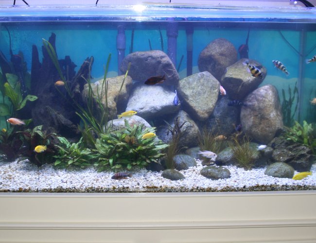 100 gallons freshwater fish tank (mostly fish and non-living decorations) - My first freshwater tank at 8 weeks 100 gallons freshwater fish tank (mostly fish and non-living decorations) - My first freshwater tank at 8 weeks
