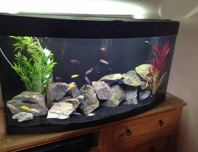 57 gallons freshwater fish tank (mostly fish and non-living decorations) - African cichlid 57 gallons freshwater fish tank (mostly fish and non-living decorations) - African cichlid
