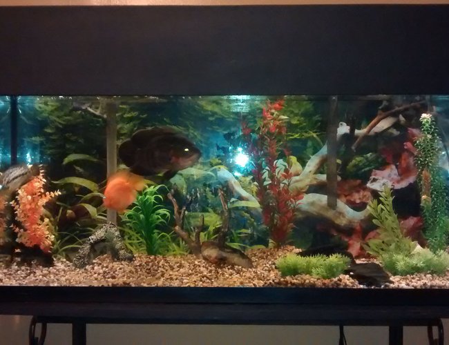55 gallons freshwater fish tank (mostly fish and non-living decorations) - 55 gallon with Oscar, managuense, parrot cichlid. 55 gallons freshwater fish tank (mostly fish and non-living decorations) - 55 gallon with Oscar, managuense, parrot cichlid.