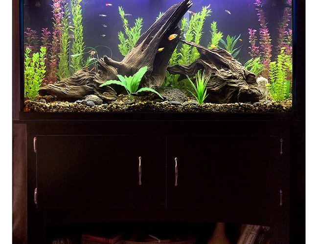60 gallons freshwater fish tank (mostly fish and non-living decorations) - After umpteen trips to various stores for lighting, plants, fish and such, plus equally umpteen deliveries from Amazon for hardware, test kits, etc., this is where I am right now with my new tank. I wanted to create a possible scene from a lake bed in which the fish will have plenty of hiding places and hopefully feel at ease, with their comfort being my first priority, but I tried to balance that with a sort of purposely unkempt/wild look to everything (without looking like no thought was given to it, which I found is harder to do than it sounds), even though I used all artificial plants (but everything else is real, including the driftwood, riverbed gravel and rocks). It's still cycling just a bit, so it's a little cloudy, but I figured it's clear enough to show enough detail to go ahead and grab a picture of it.
Visible in this one are a flame dwarf gourami, some kind of yellow-and-black-and-orange platy that I think might be pregnant, another yellow-and-orange platy, two Bolivians rams, several zebra danios, neon black tetras, a baby rainbow fish, a couple of mollies and some guppies. I have no idea where the hillstream loach is, though, but he's still in there somewhere. :) 60 gallons freshwater fish tank (mostly fish and non-living decorations) - After umpteen trips to various stores for lighting, plants, fish and such, plus equally umpteen deliveries from Amazon for hardware, test kits, etc., this is where I am right now with my new tank. I wanted to create a possible scene from a lake bed in which the fish will have plenty of hiding places and hopefully feel at ease, with their comfort being my first priority, but I tried to balance that with a sort of purposely unkempt/wild look to everything (without looking like no thought was given to it, which I found is harder to do than it sounds), even though I used all artificial plants (but everything else is real, including the driftwood, riverbed gravel and rocks). It's still cycling just a bit, so it's a little cloudy, but I figured it's clear enough to show enough detail to go ahead and grab a picture of it.
Visible in this one are a flame dwarf gourami, some kind of yellow-and-black-and-orange platy that I think might be pregnant, another yellow-and-orange platy, two Bolivians rams, several zebra danios, neon black tetras, a baby rainbow fish, a couple of mollies and some guppies. I have no idea where the hillstream loach is, though, but he's still in there somewhere. :)