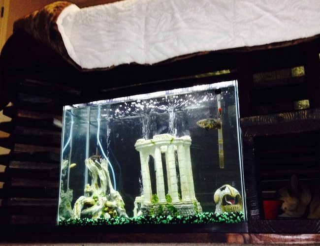 37 gallons freshwater fish tank (mostly fish and non-living decorations) - 37 gallon tank built in under my bed where my dog gets to look at the fish while he is in his "room" 37 gallons freshwater fish tank (mostly fish and non-living decorations) - 37 gallon tank built in under my bed where my dog gets to look at the fish while he is in his "room"