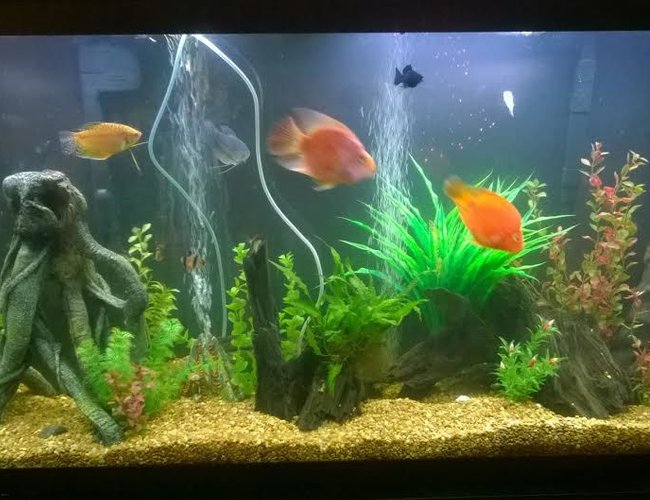 60 gallons freshwater fish tank (mostly fish and non-living decorations) - 60 gallon tank with fake plants and real drift wood 60 gallons freshwater fish tank (mostly fish and non-living decorations) - 60 gallon tank with fake plants and real drift wood
