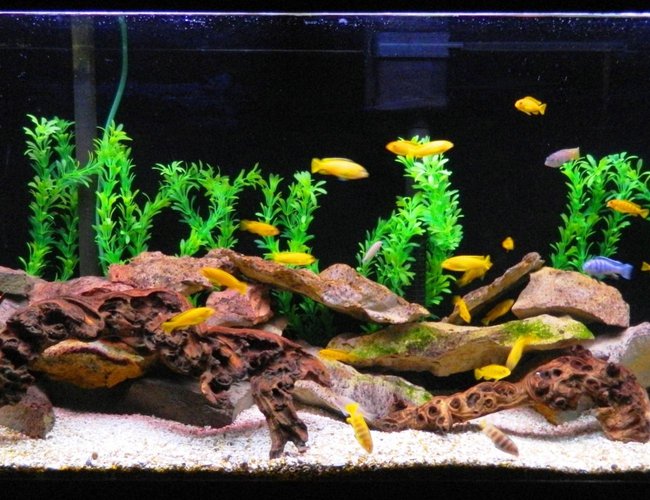 55 gallons freshwater fish tank (mostly fish and non-living decorations) - Pseudotropheus Saulosi, dominant male completed the color change with several other males right behind him. A few clown lab and BN pleco to keep them company.
Algae covered lime stone and African roots give them plenty of places to hide. 55 gallons freshwater fish tank (mostly fish and non-living decorations) - Pseudotropheus Saulosi, dominant male completed the color change with several other males right behind him. A few clown lab and BN pleco to keep them company.
Algae covered lime stone and African roots give them plenty of places to hide.