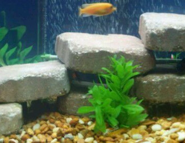 125 gallons freshwater fish tank (mostly fish and non-living decorations) - Unfinished any suggestions 125 gallons freshwater fish tank (mostly fish and non-living decorations) - Unfinished any suggestions