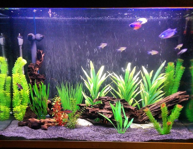 75 gallons freshwater fish tank (mostly fish and non-living decorations) - Working progress 75 gallons freshwater fish tank (mostly fish and non-living decorations) - Working progress