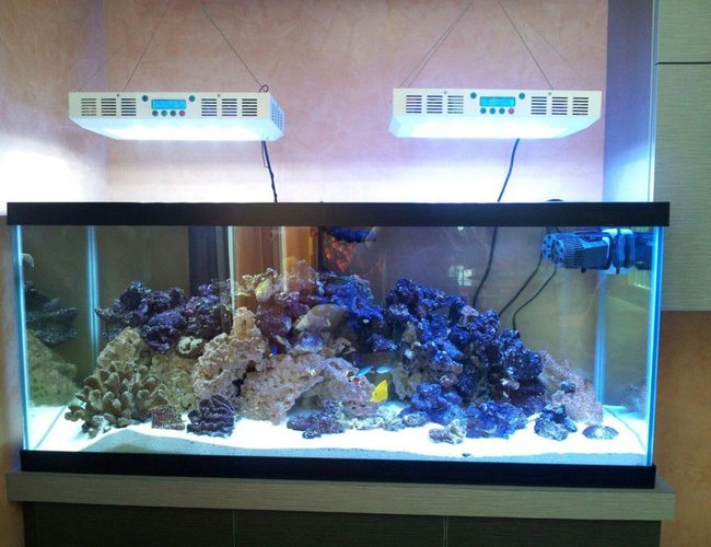 2 gallons freshwater fish tank (mostly fish and non-living decorations) 2 gallons freshwater fish tank (mostly fish and non-living decorations)