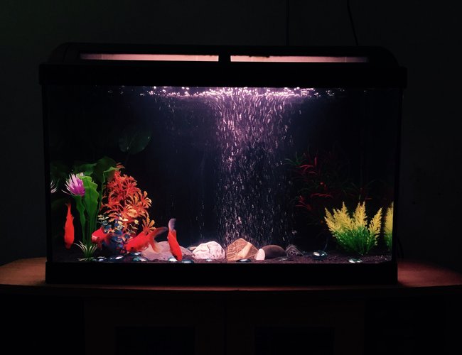 70 gallons freshwater fish tank (mostly fish and non-living decorations) - Fresh water goldfish tank 70 gallons freshwater fish tank (mostly fish and non-living decorations) - Fresh water goldfish tank