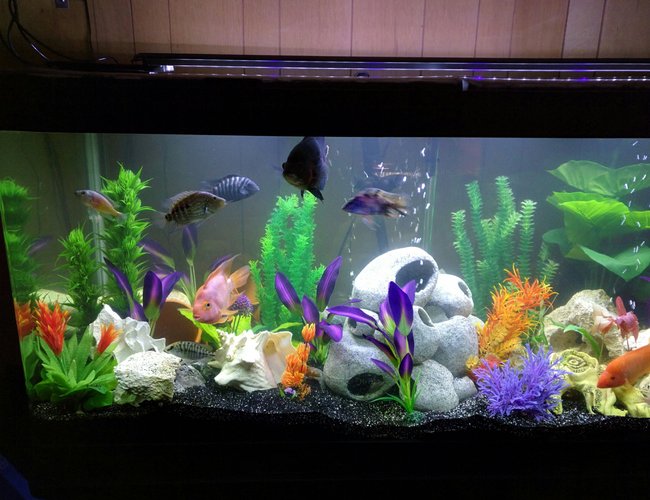 168 gallons freshwater fish tank (mostly fish and non-living decorations) - New set up 168 gallons freshwater fish tank (mostly fish and non-living decorations) - New set up