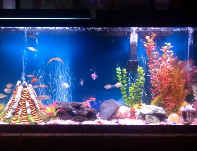 48 gallons freshwater fish tank (mostly fish and non-living decorations) - My first tank...started from scratch 2 weeks ago... 48 gallons freshwater fish tank (mostly fish and non-living decorations) - My first tank...started from scratch 2 weeks ago...