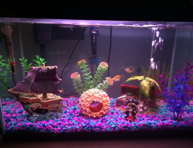 10 gallons freshwater fish tank (mostly fish and non-living decorations) - 10 gallon starter Molly tank 10 gallons freshwater fish tank (mostly fish and non-living decorations) - 10 gallon starter Molly tank