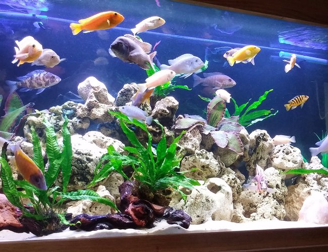 80 gallons freshwater fish tank (mostly fish and non-living decorations) - First Cichlid setup 80 gallons freshwater fish tank (mostly fish and non-living decorations) - First Cichlid setup