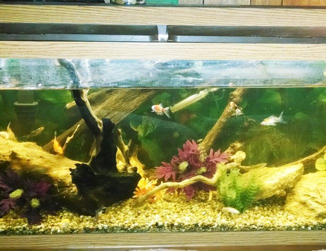 55 gallons freshwater fish tank (mostly fish and non-living decorations) - My 55 gallon tank 55 gallons freshwater fish tank (mostly fish and non-living decorations) - My 55 gallon tank