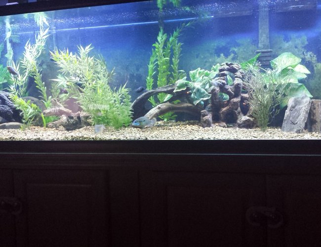 75 gallons freshwater fish tank (mostly fish and non-living decorations) - 125 gallon south american 75 gallons freshwater fish tank (mostly fish and non-living decorations) - 125 gallon south american