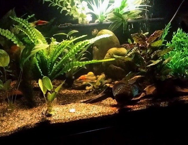 100 gallons freshwater fish tank (mostly fish and non-living decorations) - Discus tank, Amazon night light 100 gallons freshwater fish tank (mostly fish and non-living decorations) - Discus tank, Amazon night light