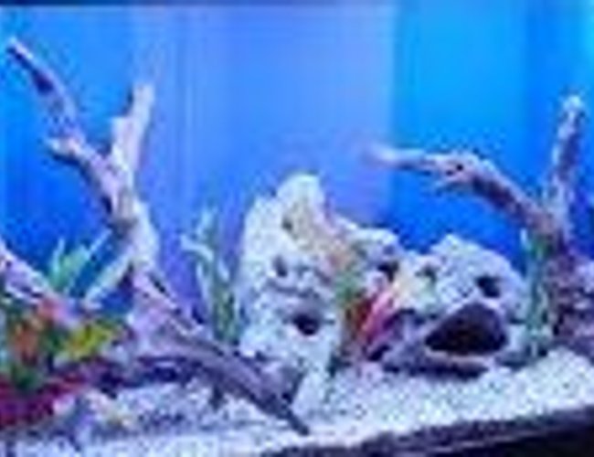 10 gallons freshwater fish tank (mostly fish and non-living decorations) - My freshwater tank is a testing tank and i am testing it now. Its not a freshwater anymore. Testing in IE, OK. Chrome testing done, Safari testing,done and lastly in FF, done. 10 gallons freshwater fish tank (mostly fish and non-living decorations) - My freshwater tank is a testing tank and i am testing it now. Its not a freshwater anymore. Testing in IE, OK. Chrome testing done, Safari testing,done and lastly in FF, done.