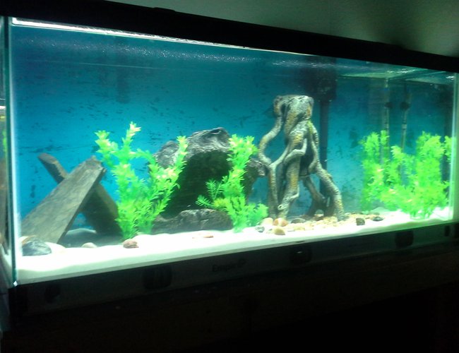 75 gallons freshwater fish tank (mostly fish and non-living decorations) - 2 8" bala sharks, 1 8" tinfoil barb, 1 6" redtail shark, 2 pictus cats (one 5", one 4") 7 tiger barbs (3 albino) 75 gallons freshwater fish tank (mostly fish and non-living decorations) - 2 8" bala sharks, 1 8" tinfoil barb, 1 6" redtail shark, 2 pictus cats (one 5", one 4") 7 tiger barbs (3 albino)