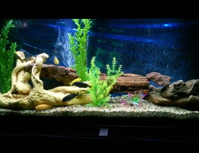 55 gallons freshwater fish tank (mostly fish and non-living decorations) - Back in action... 55 gallons freshwater fish tank (mostly fish and non-living decorations) - Back in action...