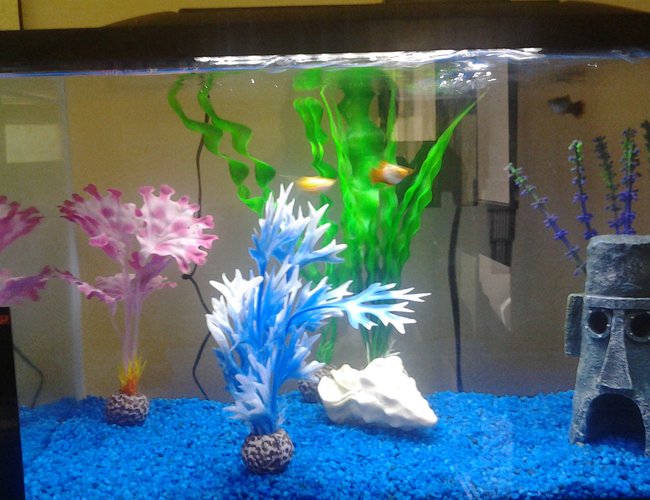 10 gallons freshwater fish tank (mostly fish and non-living decorations) - 10 gallon marineland with two
platies and a balloon belly molly 10 gallons freshwater fish tank (mostly fish and non-living decorations) - 10 gallon marineland with two
platies and a balloon belly molly
