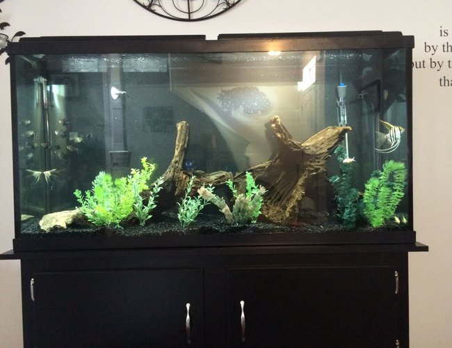 60 gallons freshwater fish tank (mostly fish and non-living decorations) - 60 gallon amazonian tank. 60 gallons freshwater fish tank (mostly fish and non-living decorations) - 60 gallon amazonian tank.