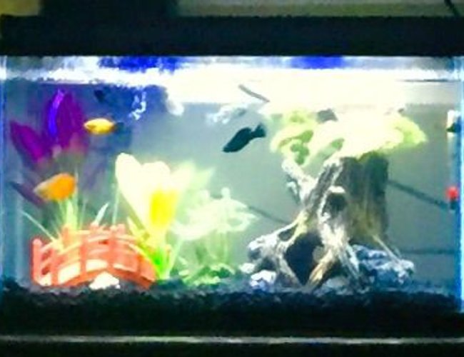 10 gallons freshwater fish tank (mostly fish and non-living decorations) - my fish tank 10 gallons freshwater fish tank (mostly fish and non-living decorations) - my fish tank