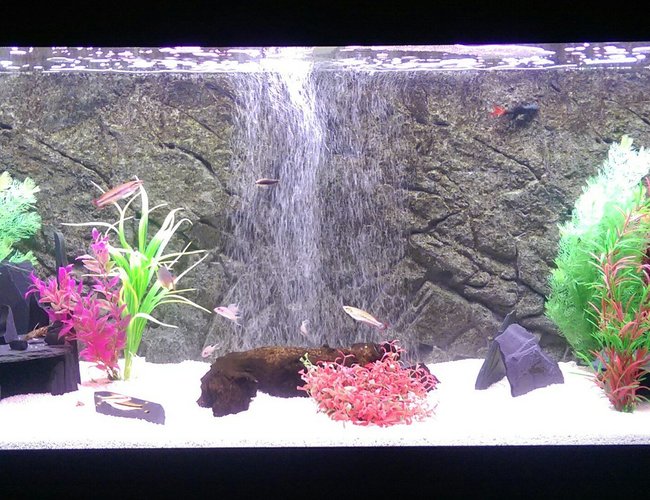 55 gallons freshwater fish tank (mostly fish and non-living decorations) - Fluval Roma 240 55 gallons freshwater fish tank (mostly fish and non-living decorations) - Fluval Roma 240