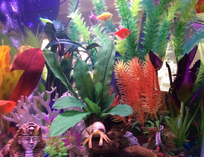 20 gallons freshwater fish tank (mostly fish and non-living decorations) - My discription of my aquarium would be: My New Aquarium. With things I am interested in.
The Sphix, Greek Ruins, Treasure Hunting, Scuba Diving, Different Plants, Mermaids, and Lots Of Color! 20 gallons freshwater fish tank (mostly fish and non-living decorations) - My discription of my aquarium would be: My New Aquarium. With things I am interested in.
The Sphix, Greek Ruins, Treasure Hunting, Scuba Diving, Different Plants, Mermaids, and Lots Of Color!