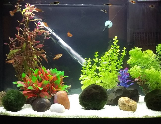 16 gallons freshwater fish tank (mostly fish and non-living decorations) - One plastic plant and weighted and potted plants and moss balls. A relatively peaceful community tank with one feisty guppy and a dive bombing red phantom. 16 gallons freshwater fish tank (mostly fish and non-living decorations) - One plastic plant and weighted and potted plants and moss balls. A relatively peaceful community tank with one feisty guppy and a dive bombing red phantom.