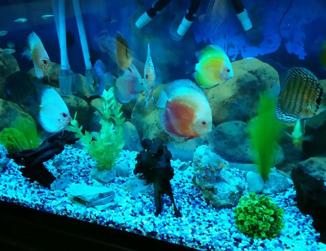 90 gallons freshwater fish tank (mostly fish and non-living decorations) - My discus tank... 90 gallons freshwater fish tank (mostly fish and non-living decorations) - My discus tank...