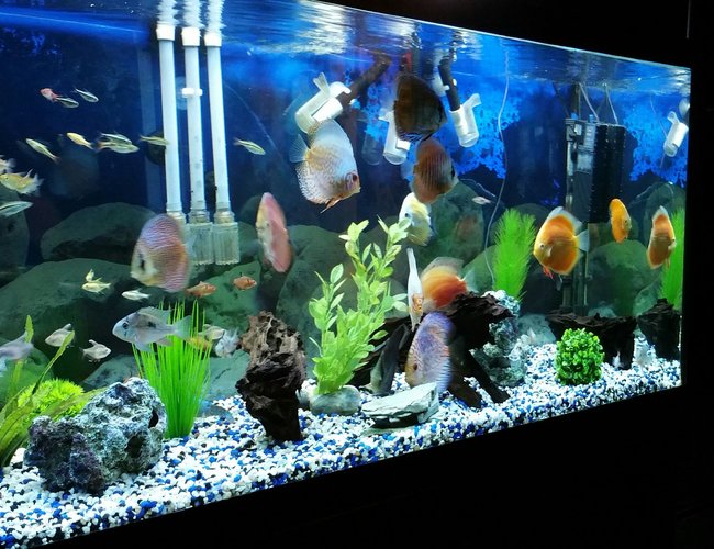 90 gallons freshwater fish tank (mostly fish and non-living decorations) - discus tank... 90 gallons freshwater fish tank (mostly fish and non-living decorations) - discus tank...