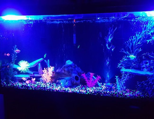 60 gallons freshwater fish tank (mostly fish and non-living decorations) 60 gallons freshwater fish tank (mostly fish and non-living decorations)