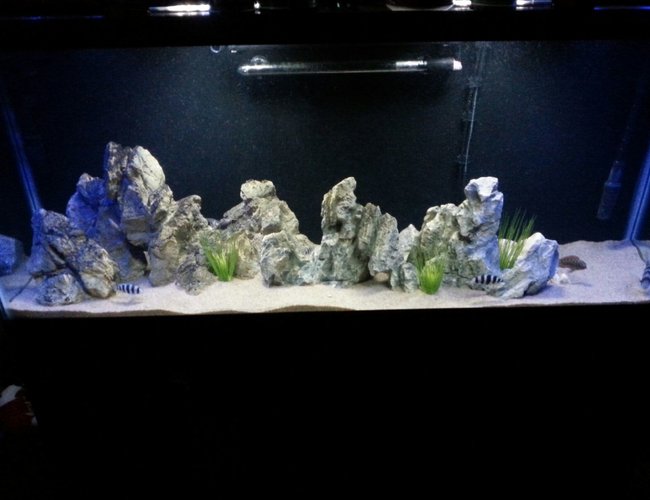 55 gallons freshwater fish tank (mostly fish and non-living decorations) - Tang tank 55 gallons freshwater fish tank (mostly fish and non-living decorations) - Tang tank