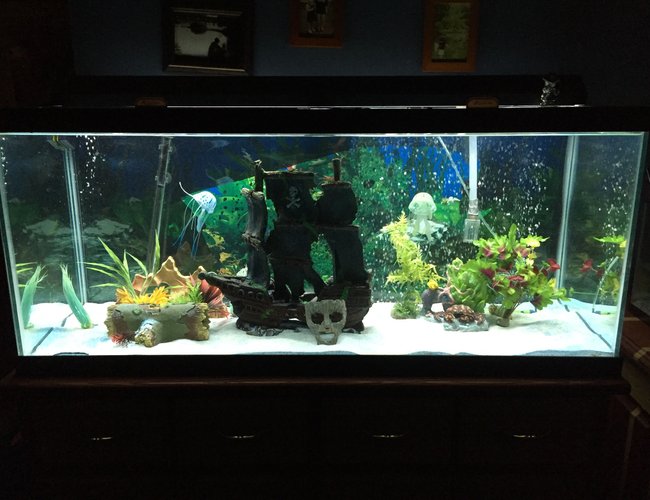 75 gallons freshwater fish tank (mostly fish and non-living decorations) - My 75 gallon fish tank. 75 gallons freshwater fish tank (mostly fish and non-living decorations) - My 75 gallon fish tank.