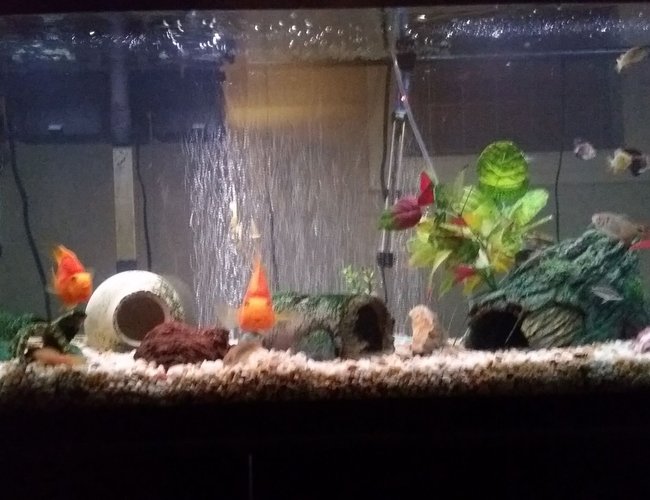55 gallons freshwater fish tank (mostly fish and non-living decorations) - Freshwater 55 gallon 55 gallons freshwater fish tank (mostly fish and non-living decorations) - Freshwater 55 gallon