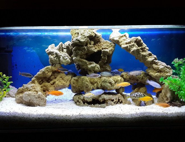 34 gallons freshwater fish tank (mostly fish and non-living decorations) - Malawi tank setup 34 gallons freshwater fish tank (mostly fish and non-living decorations) - Malawi tank setup
