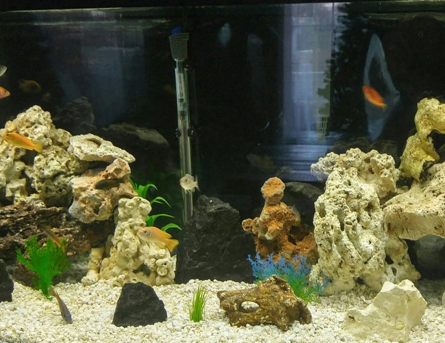 75 gallons freshwater fish tank (mostly fish and non-living decorations) - 75 gallon African cichlid tank 75 gallons freshwater fish tank (mostly fish and non-living decorations) - 75 gallon African cichlid tank