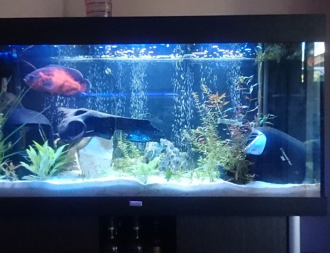 96 gallons freshwater fish tank (mostly fish and non-living decorations) - 96 gallon south american 96 gallons freshwater fish tank (mostly fish and non-living decorations) - 96 gallon south american