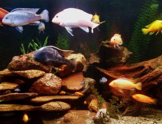 92 gallons freshwater fish tank (mostly fish and non-living decorations) - A new pic 92 gallons freshwater fish tank (mostly fish and non-living decorations) - A new pic