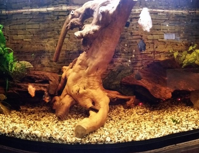 80 gallons freshwater fish tank (mostly fish and non-living decorations) - cichlid tank 80 gallons freshwater fish tank (mostly fish and non-living decorations) - cichlid tank