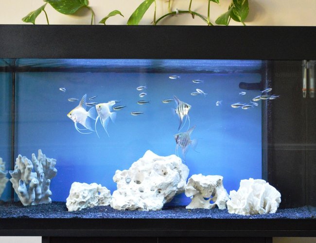 33 gallons freshwater fish tank (mostly fish and non-living decorations) - Angels and black neons 33 gallons freshwater fish tank (mostly fish and non-living decorations) - Angels and black neons