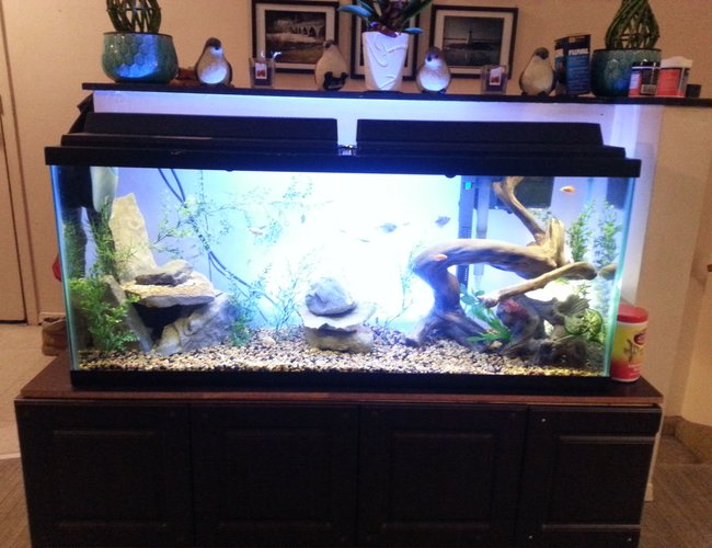 50 gallons freshwater fish tank (mostly fish and non-living decorations) - 50 gallon fresh water tank with natural look 50 gallons freshwater fish tank (mostly fish and non-living decorations) - 50 gallon fresh water tank with natural look