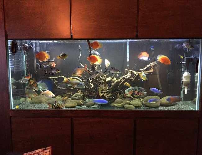 220 gallons freshwater fish tank (mostly fish and non-living decorations) - Custom Wall Cabinet
220 Gallon 72Lx30Hx22W
Hardscape
50 Fish
LED 220 gallons freshwater fish tank (mostly fish and non-living decorations) - Custom Wall Cabinet
220 Gallon 72Lx30Hx22W
Hardscape
50 Fish
LED