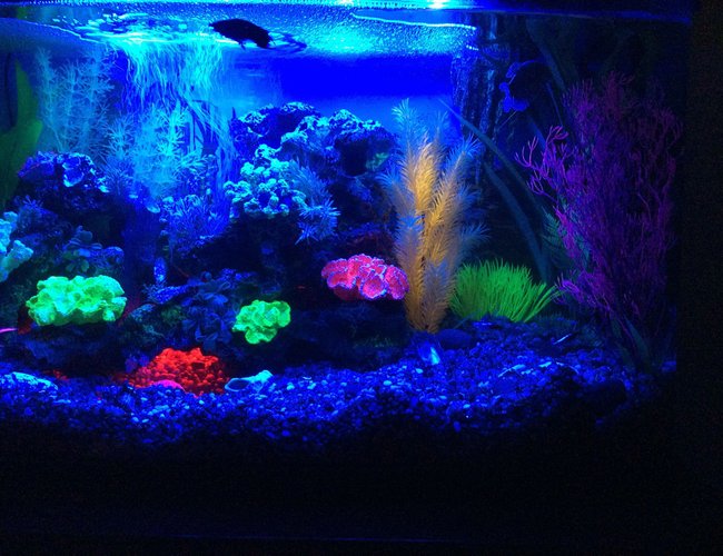 23 gallons freshwater fish tank (mostly fish and non-living decorations) - Blue led 23 gallons freshwater fish tank (mostly fish and non-living decorations) - Blue led