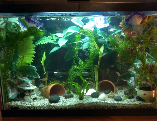 20 gallons freshwater fish tank (mostly fish and non-living decorations) - 20 gal freshwater community tank 20 gallons freshwater fish tank (mostly fish and non-living decorations) - 20 gal freshwater community tank
