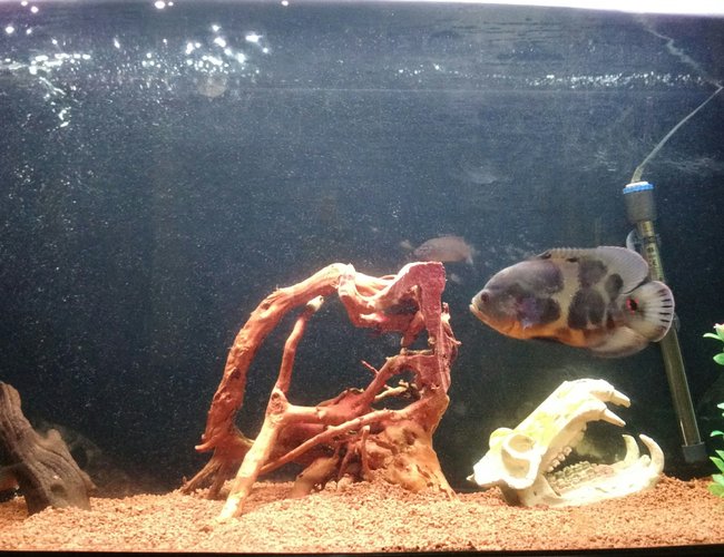 90 gallons freshwater fish tank (mostly fish and non-living decorations) - Oscar with a couple of jewels. German clay, driftwood, Artificial skull, barrel and plant. 90 gallons freshwater fish tank (mostly fish and non-living decorations) - Oscar with a couple of jewels. German clay, driftwood, Artificial skull, barrel and plant.