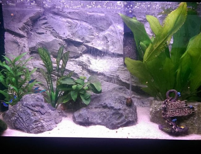 90 gallons freshwater fish tank (mostly fish and non-living decorations) - My old 60L Tropical tank.
Marina Style 60 Tank.
Play sand used as substrate.
Grey rock fibreglass 3d background off ebay. Deep oceanic rocks from Dobbies. Two real plants and two cheap fake plants plus one moss ball. 90 gallons freshwater fish tank (mostly fish and non-living decorations) - My old 60L Tropical tank.
Marina Style 60 Tank.
Play sand used as substrate.
Grey rock fibreglass 3d background off ebay. Deep oceanic rocks from Dobbies. Two real plants and two cheap fake plants plus one moss ball.